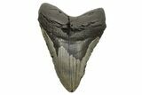 Huge, Fossil Megalodon Tooth - North Carolina #261081-1